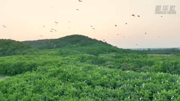 实盘配资模式 四中全会精神在基层丨筑牢生态安全屏障：水清岸绿处 百鸟引“巢”来