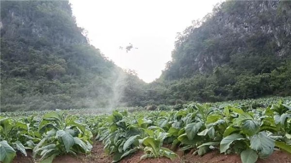 “小精灵”飞入烟田 科技赋能植保助农增收——广西西林县无人机植保成为烟区振兴“新助手”