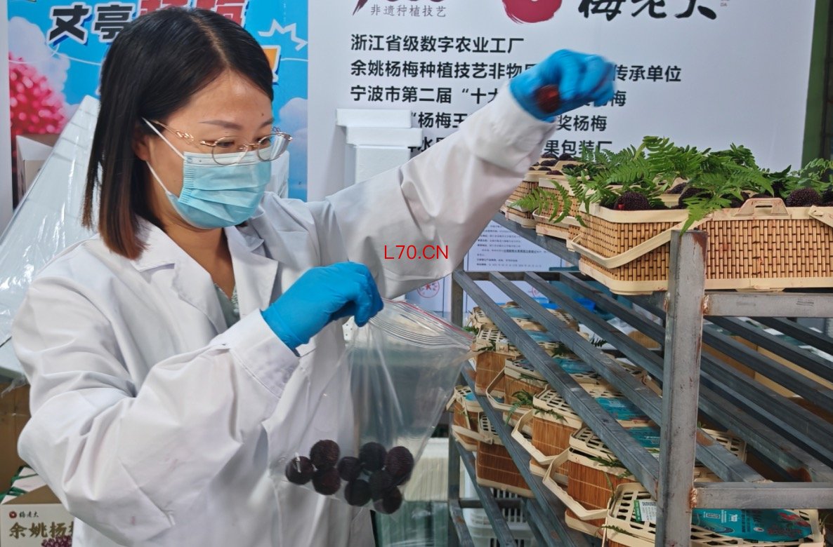 刘凤在合作社冷库内为余姚杨梅采样检测 摄影/缪琦